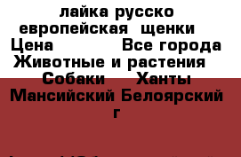 лайка русско-европейская (щенки) › Цена ­ 5 000 - Все города Животные и растения » Собаки   . Ханты-Мансийский,Белоярский г.